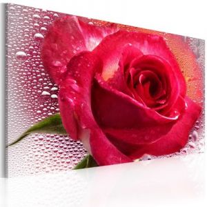 Obraz - Lady Rose