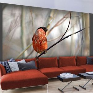 Fototapeta - Bullfinch in the forest
