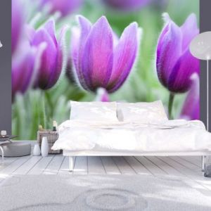 Fototapeta - Fioletowe wiosenne tulipany
