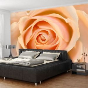 Fototapeta - Peach-colored rose