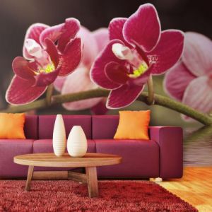Fototapeta - Delikatne orchidee na wodzie